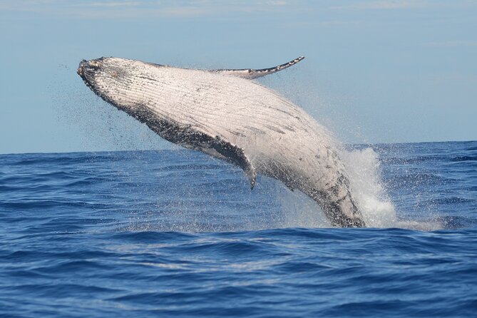 1.5-Hour Guided Whale Watching Tour - Key things that make this whale tour work