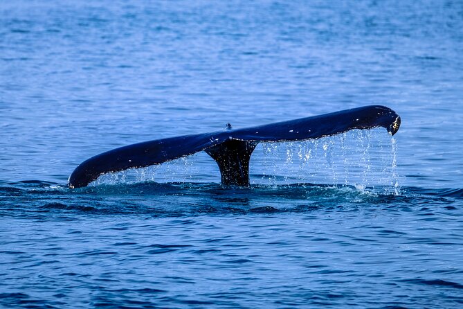 1.5-Hour Guided Whale Watching Tour - Why this small 18-seat setup changes your odds