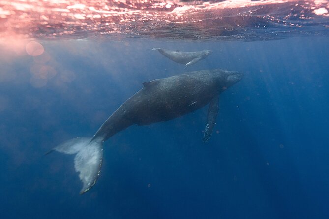 1.5-Hour Guided Whale Watching Tour - North Shore surf zones: where the wildlife search meets the pro-serf pilgrimage