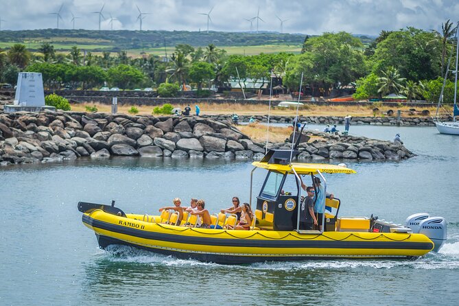 1.5-Hour Guided Whale Watching Tour - What you can actually see: whales are the headline, but the extras are real