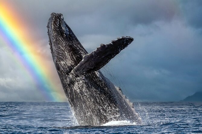 1.5 Hour Waikiki Whale Watching with E Sea Diver (Shuttle Option) - Key Highlights You’ll Actually Feel on This Cruise