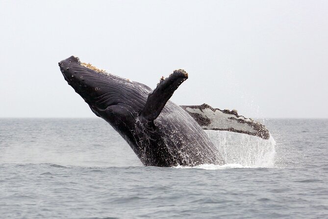 1.5 Hour Waikiki Whale Watching with E Sea Diver (Shuttle Option) - Why This 1.5-Hour Whale Cruise Works in Honolulu