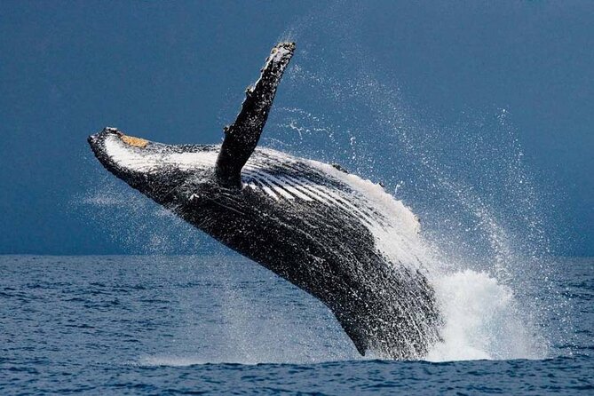 1.5 Hour Waikiki Whale Watching with E Sea Diver (Shuttle Option) - Onboard Experience: Snacks, Binoculars, and Where to Stand