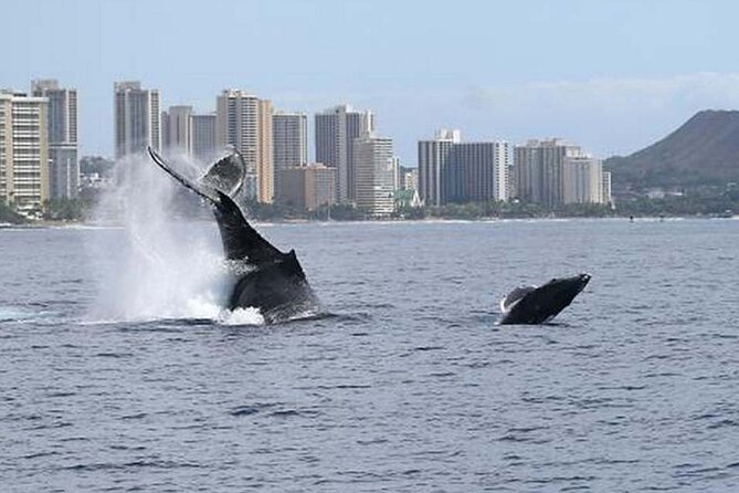 1.5 Hour Waikiki Whale Watching with E Sea Diver (Shuttle Option) - The Winter Whale Season Reality: Humpbacks, Timing, and the Best-Guess Search