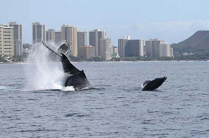 1.5 Hour Waikiki Whale Watching with E Sea Diver (Shuttle Option) - If You Don’t See Whales: The Revisit Option (and How to Use It)