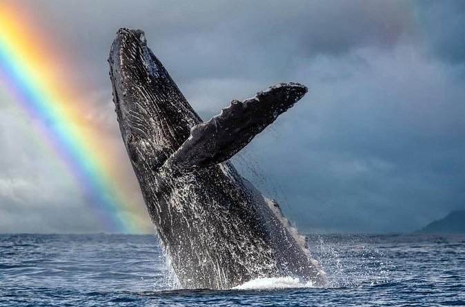 1.5 Hour Waikiki Whale Watching with E Sea Diver (Shuttle Option) - Price and Value: Is $29 a Good Deal Here?
