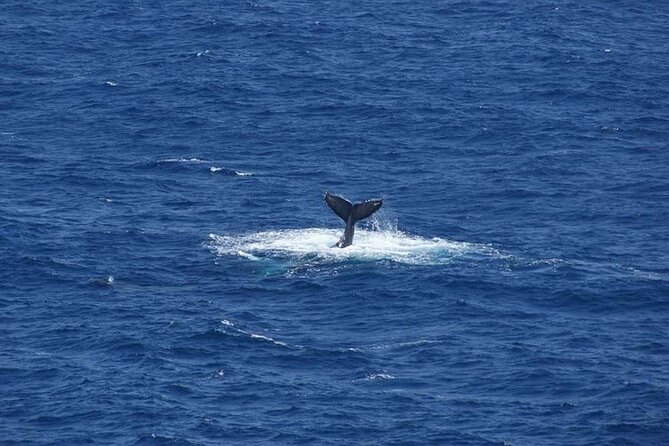 1.5 Hour Waikiki Whale Watching with E Sea Diver (Shuttle Option) - Who Should Book This Cruise (and Who Might Want a Longer Option)