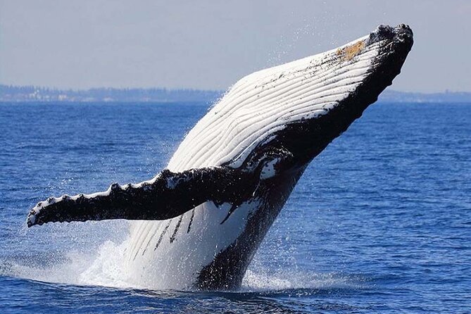 1.5 Hour Waikiki Whale Watching with E Sea Diver (Shuttle Option) - Should You Book This Whale Watching Cruise?