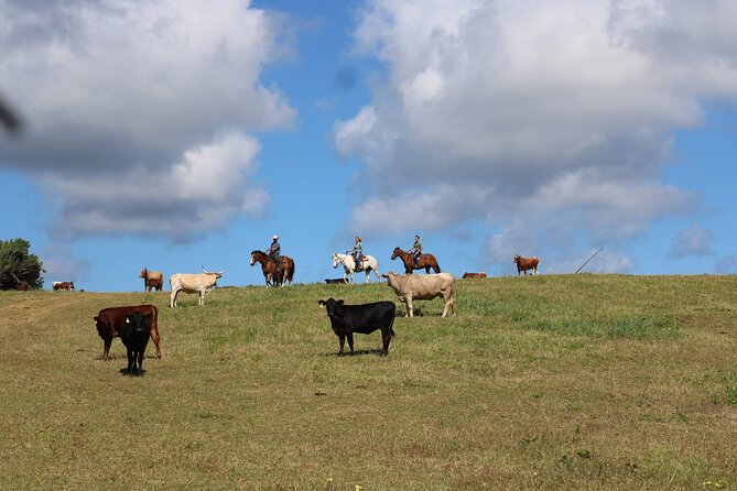 1 Hour Scenic Horseback Ride - The Hidden Cave and ocean views: what you’ll see, and what you won’t