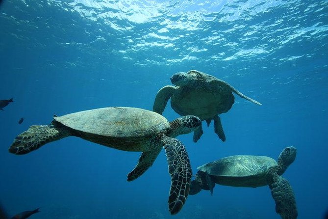 12pm Turtle Canyon Snorkel Adventure - Quick highlights to know before you go