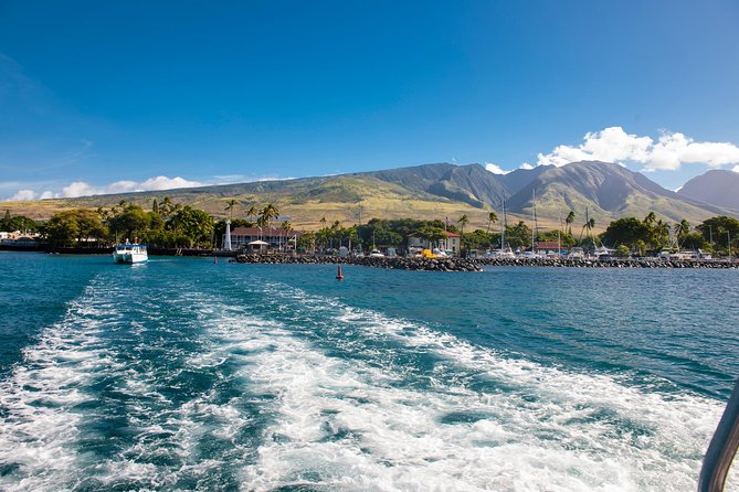 2-Hour Oahu Whale Watch from Ala Wai Harbor, Waikiki - Whale season context: why humpbacks show up in winter to spring