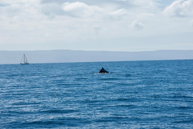 2-Hour Oahu Whale Watch from Ala Wai Harbor, Waikiki - BYOB, snacks, and motion sickness: how to stay comfy for a rough day