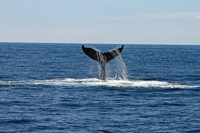 2 Hour Waikiki Whale Watching Cruise from Oahu - Weather and sea state: this is a boat, not an aquarium