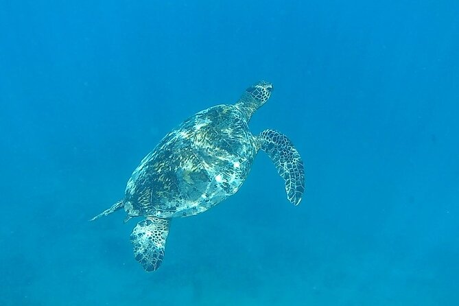 9am Turtle Canyon Snorkel Adventure - Price and logistics: is $84.77 worth it for Oahu snorkeling?
