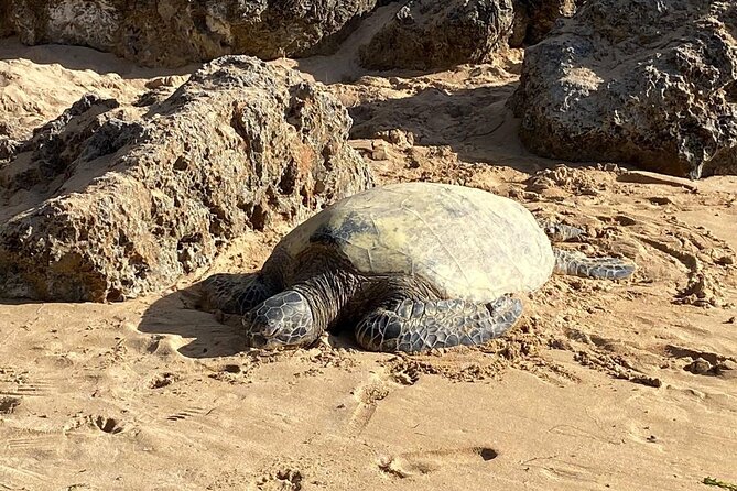 Beaches, Food & Aloha: Private Oahu Tour - Key things you should know