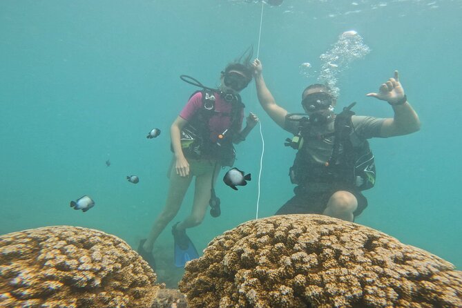 Beginner Scuba Diving Experience with Video Package in Honolulu - 20–30 Minutes Underwater: Fish, Eel Spotting, and Video Moments