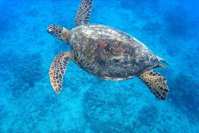 Best Waikiki Snorkel Tour: Guaranteed Turtles at Turtle Canyon - Key takeaways before you go