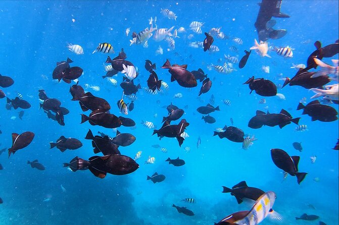 Best Waikiki Snorkel Tour: Guaranteed Turtles at Turtle Canyon - Turtle Canyon snorkel plus a scenic Waikiki-to-Diamond Head sail
