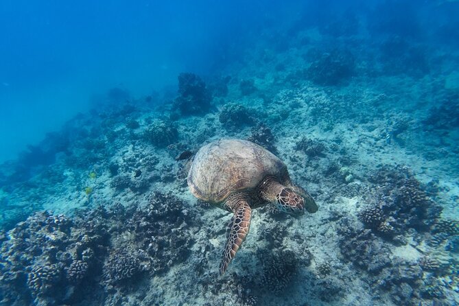 Best Waikiki Snorkel Tour: Guaranteed Turtles at Turtle Canyon - The boat setup: gear, guidance, and lifeguard support