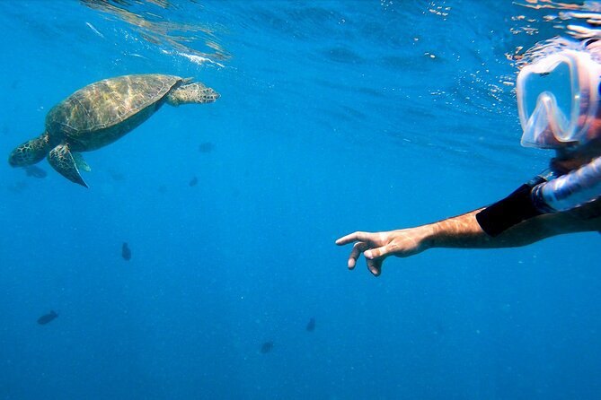 Best Waikiki Snorkel Tour: Guaranteed Turtles at Turtle Canyon - Choppy water, sea sickness, and swimmer comfort: the real decision filter