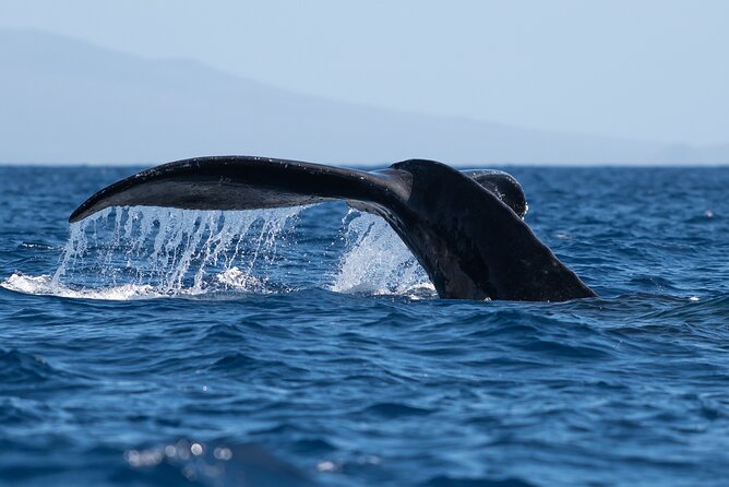 Best Waikiki Whale Watching in Honolulu: Whales Guaranteed - Key Points Before You Go