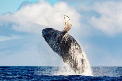 Best Waikiki Whale Watching in Honolulu: Whales Guaranteed - Whale-Spotting “On the Move”: How the Crew Finds Action