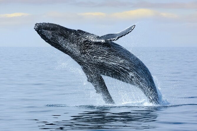 Best Waikiki Whale Watching in Honolulu: Whales Guaranteed - Value and Pricing: Why $79 Can Make Sense Here