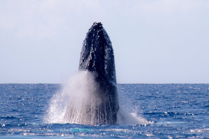 Best Waikiki Whale Watching in Honolulu: Whales Guaranteed - Who Should Book This Whale Watch (and Who Might Want a Different Option)