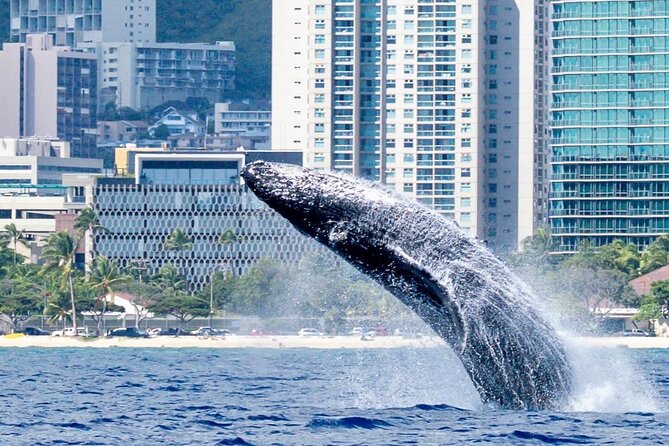 Best Waikiki Whale Watching in Honolulu: Whales Guaranteed - Should You Book Three Tiki Sailing’s Waikiki Whale Watch?