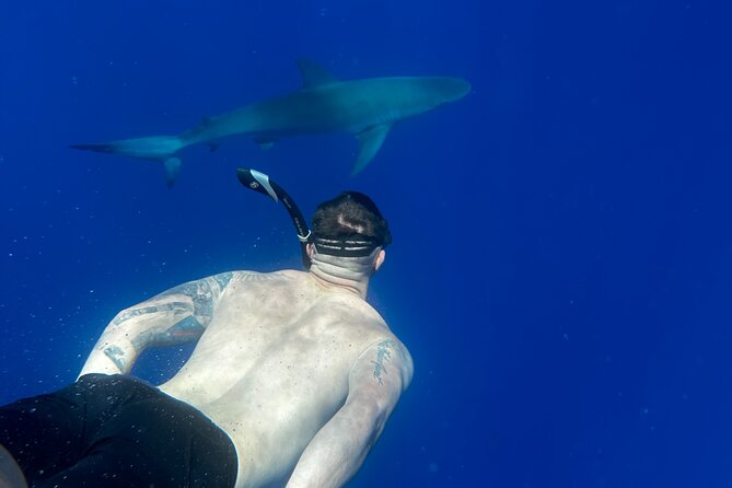 Cage-Free Shark Swim from Oahu - Gear Setup and the Safety Briefing That Matters