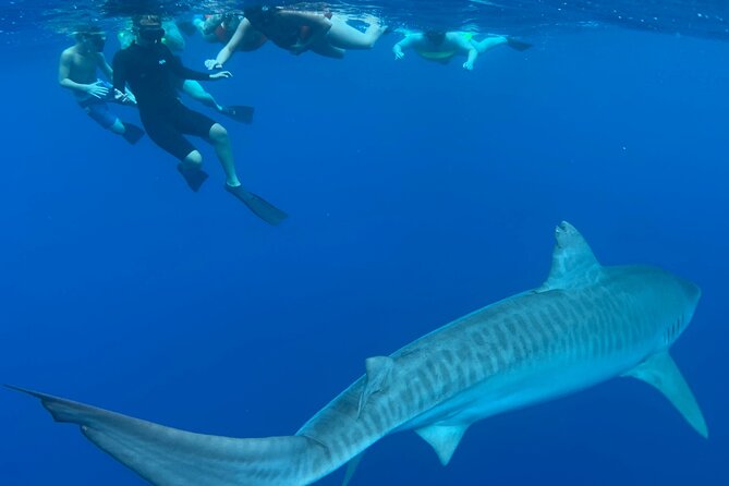 Cage-Free Shark Swim from Oahu - Photos and Videos: The Included Memory System