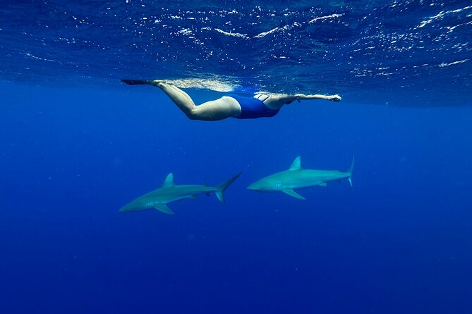 Cage-Free Shark Swim from Oahu - Price and Value: Is $135 Worth It?