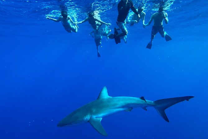 Cage-Free Shark Swim from Oahu - Haleiwa Meeting Point and What to Bring Before You Go