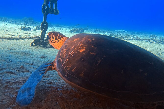 Certified Diver: 2-Tank Deep Wreck and Shallow Reef Dive Off Oahu - Price at about $248: where the value comes from