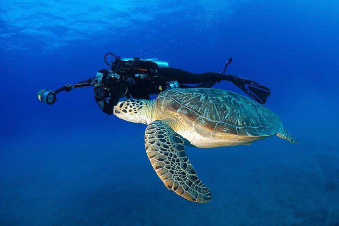 Certified Diver: 2-Tank Deep Wreck and Shallow Reef Dive Off Oahu - Who should book this charter (and who should skip)