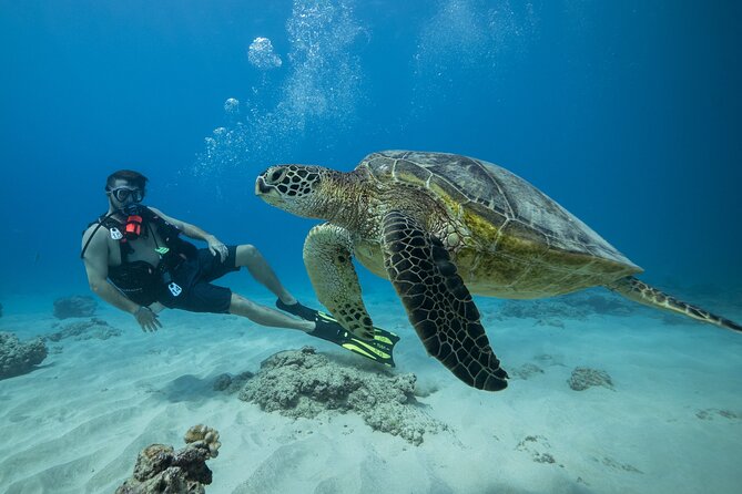Certified Diver: 2-Tank Shallow Reef Dives off Oahu - Key things that make this scuba day work