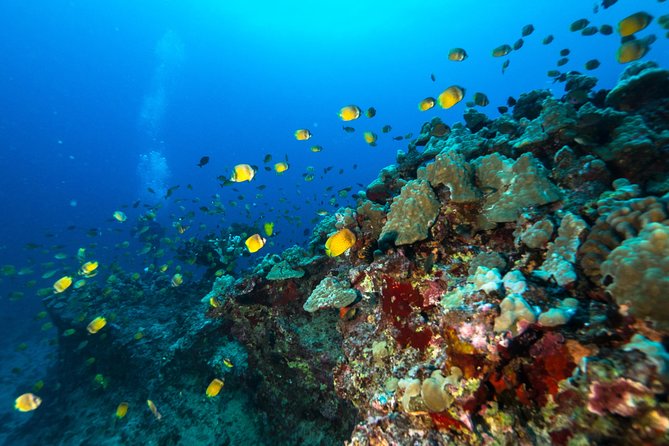 Certified Diver: 2-Tank Shallow Reef Dives off Oahu - Kewalo Basin check-in: smooth start, not a hassle sprint