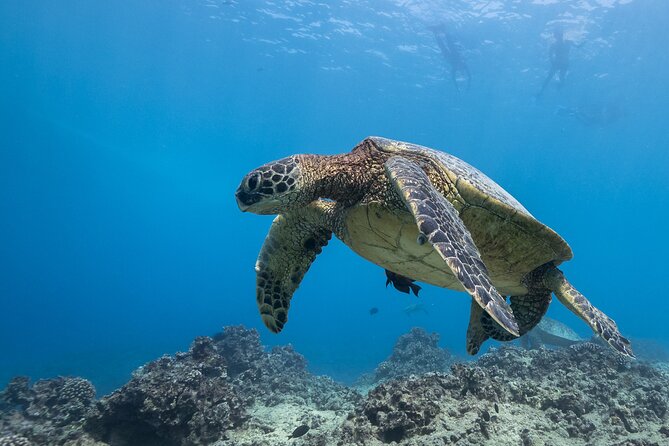 Certified Diver: 2-Tank Shallow Reef Dives off Oahu - The crew’s safety approach: what makes it feel easy