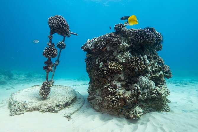 Certified Diver: 2-Tank Shallow Reef Dives off Oahu - Depths and certification rules: the logistics that keep you legal