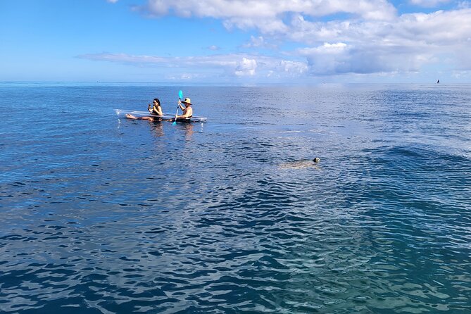 Clear Bottom Kayak - Guaranteed to see Turtles! - Price and Value: Is $172.77 Worth It?