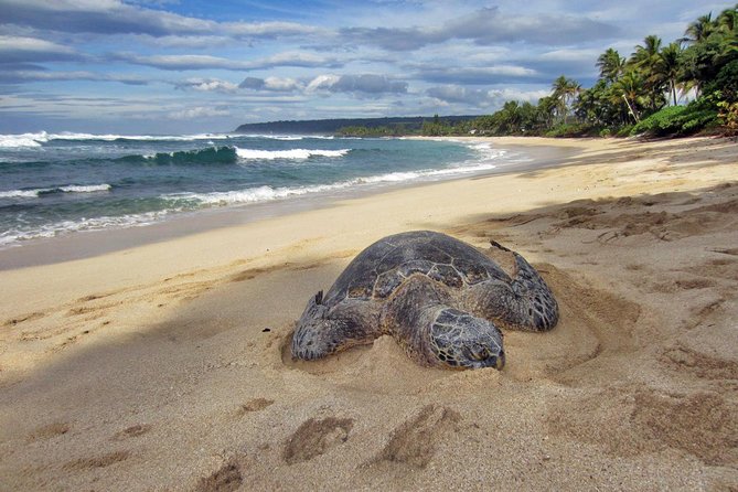 Custom Island Tour - for 4 to 5 people - up to 8 hours - Private tour of Oahu - What this private Oahu Grand Circle day feels like