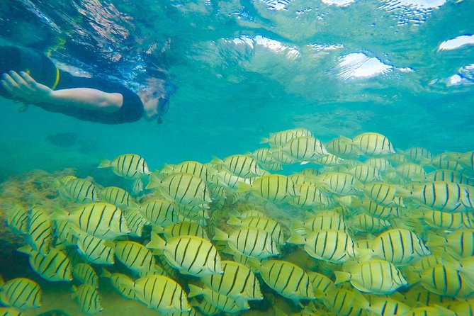 Customizable Island Tours Tours on Oahu - How the customization works with your guide (and how to use it)