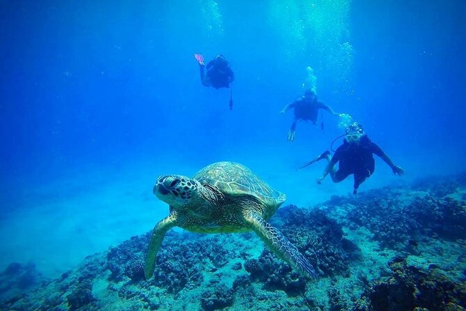 DISCOVER Scuba Diving Experience in Honolulu - Key Points Before You Go