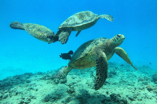 DISCOVER Scuba Diving Experience in Honolulu - 1-on-1 Training That Actually Makes Sense