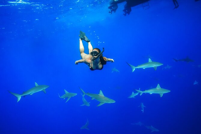 Dive with Sharks in Hawaii: Shark Tour from Haleiwa - Key Highlights You’ll Care About