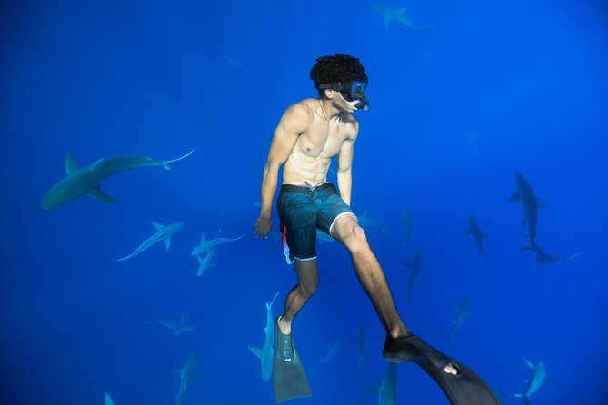 Dive with Sharks in Hawaii: Shark Tour from Haleiwa - Why Oahu’s Haleiwa Shark Swim Feels Like Science, Not a Stunt
