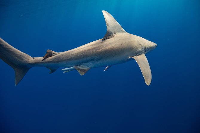 Dive with Sharks in Hawaii: Shark Tour from Haleiwa - What You’ll Likely See Offshore: Tiger Sharks and More Marine Life