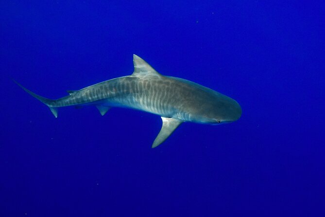 Dive with Sharks in Hawaii: Shark Tour from Haleiwa - Snorkeling Setup: Gear Included, Towels Not