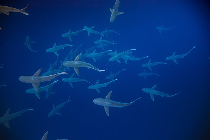 Dive with Sharks in Hawaii: Shark Tour from Haleiwa - Using the Safety Line and Getting Comfortable Fast