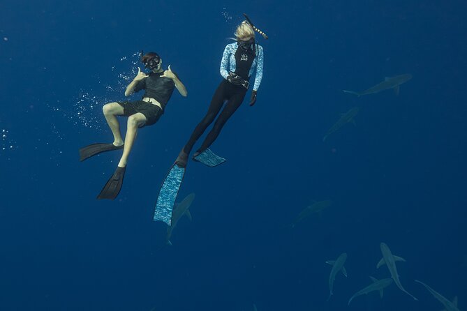 Dive with Sharks in Hawaii: Shark Tour from Haleiwa - The Photo Package: The $250 Decision You Should Plan For